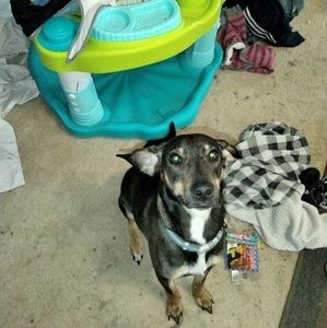 Meet your Posher, Henry